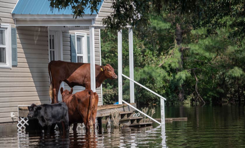 flood insurance